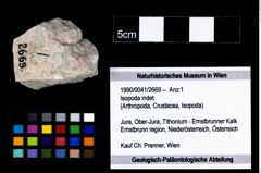 Foto (Objekt + Etikett) von Isopoda indet.  (NHMW-GEO-1990-0041-2669)